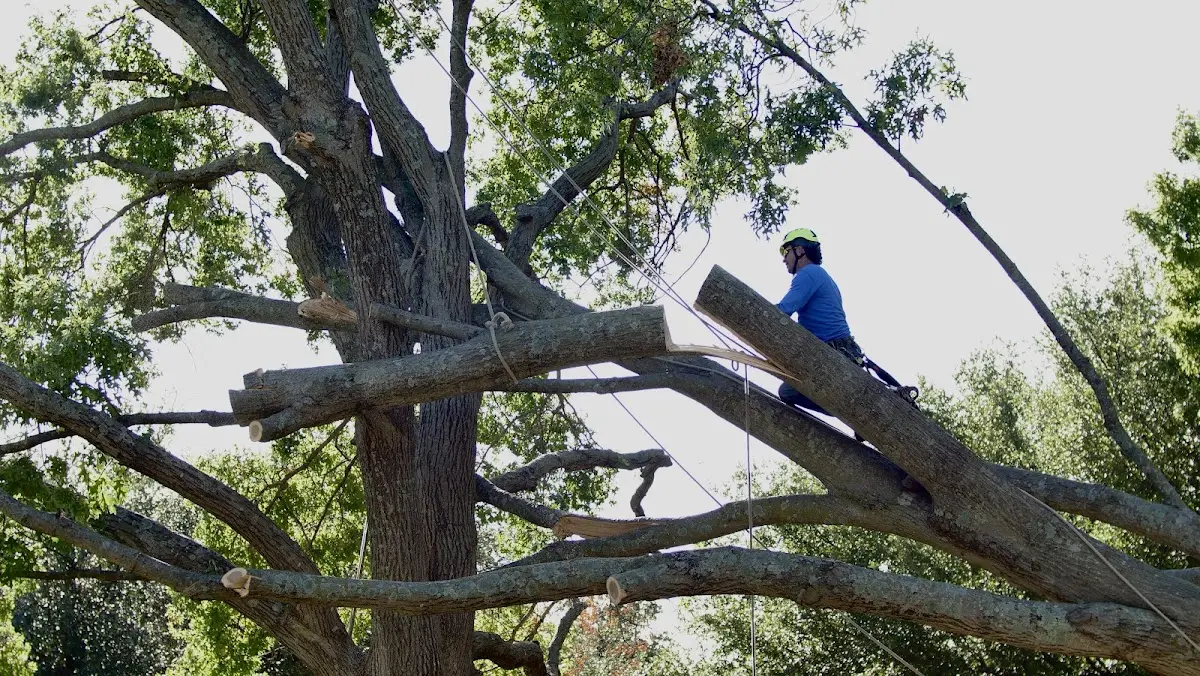 Professional Crown Thinning performed by certified arborists in Hewitt